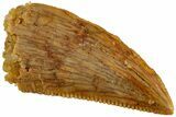 Serrated, Raptor Tooth - Real Dinosaur Tooth #233004-1